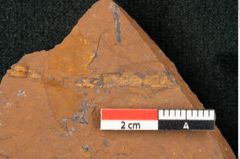 Foto (Detailansicht) von Callitris prisca Ettingshausen 1887 (NHMW-GEO-2024-0188-10344)